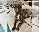 Small #3 Greyhound Mix