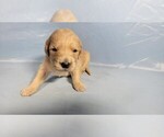 Puppy Luanne Golden Retriever