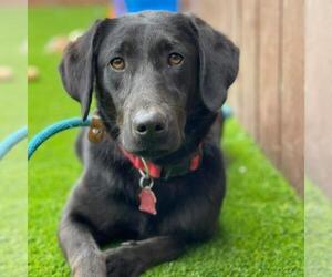 Labrador Retriever-Unknown Mix Dogs for adoption in San Diego, CA, USA