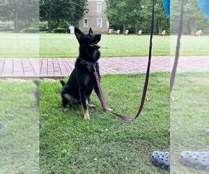 German Shepherd Dog Puppy for sale in ATHENS, AL, USA