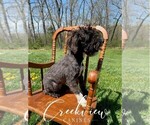 Small Photo #12 Schnoodle (Miniature) Puppy For Sale in NIANGUA, MO, USA