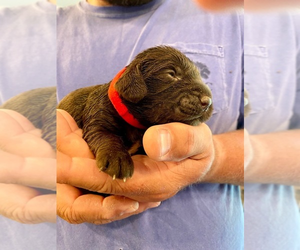 Medium Photo #1 Boykin Spaniel Puppy For Sale in FLORENCE, SC, USA