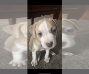 American Pit Bull Terrier Puppy for sale in PORTLAND, ME, USA