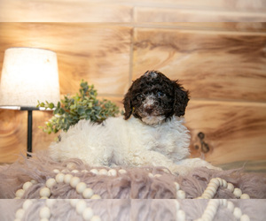 Medium Poodle (Miniature)