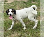 Small #2 Treeing Walker Coonhound Mix