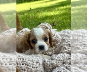 Cavalier King Charles Spaniel Puppy for sale in ROCHELLE, GA, USA