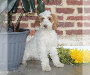 Poodle (Standard) Puppy for sale in NOTTINGHAM, PA, USA