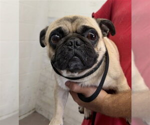 Pug Dogs for adoption in San Bernardino, CA, USA