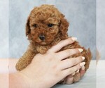 Small #3 Poodle (Toy)