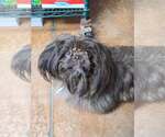 Small Shih Tzu