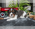 Small Photo #9 Cavalier King Charles Spaniel Puppy For Sale in NARVON, PA, USA