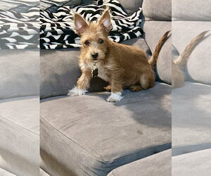 Norfolk Terrier-Unknown Mix Dogs for adoption in Santa Clarita, CA, USA