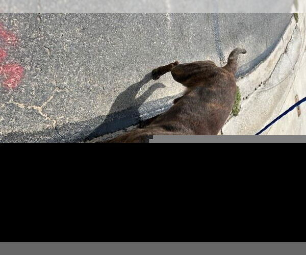 Medium Photo #1 American Pit Bull Terrier Puppy For Sale in HESPERIA, CA, USA