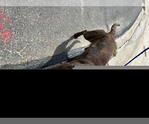 American Pit Bull Terrier Dogs for adoption in HESPERIA, CA, USA