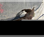 Small American Pit Bull Terrier
