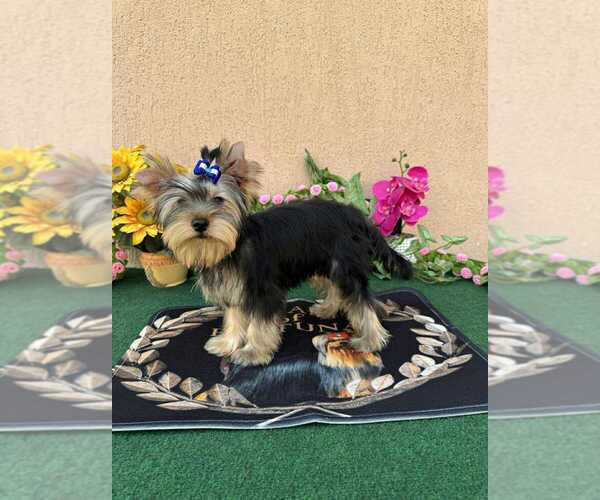 Medium Photo #4 Yorkshire Terrier Puppy For Sale in Monor, Pest, Hungary