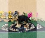 Small #3 Yorkshire Terrier
