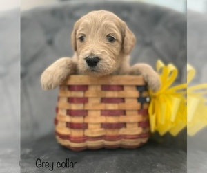 Goldendoodle Puppy for sale in AMERICAN CANYON, CA, USA