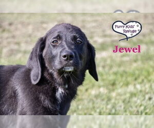 Labrenees Dogs for adoption in Lee's Summit, MO, USA