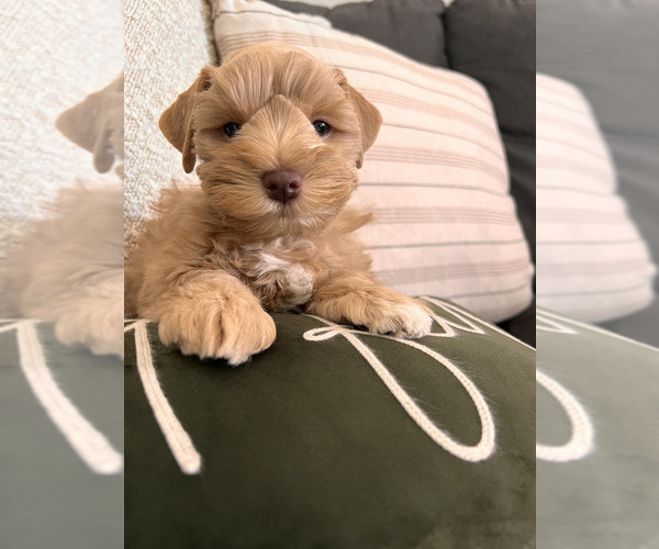 Medium Photo #1 Schnauzer (Miniature) Puppy For Sale in ORLANDO, FL, USA