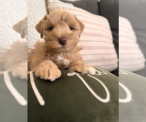 Medium Schnauzer (Miniature)