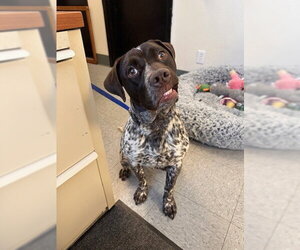 German Shorthaired Pointer-Unknown Mix Dogs for adoption in Big Bear City, CA, USA