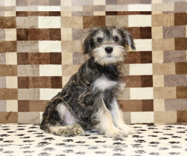 Medium Photo #4 Schnauzer (Miniature) Puppy For Sale in DENVER, PA, USA