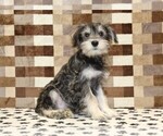 Small #3 Schnauzer (Miniature)