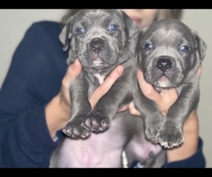 American Bully Puppy for sale in WATERVLIET, NY, USA