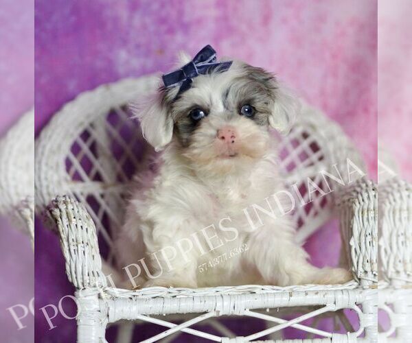 Medium Photo #5 Maltipoo (Miniature) Puppy For Sale in WARSAW, IN, USA
