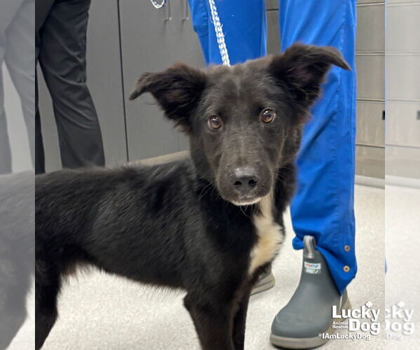 Medium Photo #2 Border Collie-Unknown Mix Puppy For Sale in Washington, DC, USA