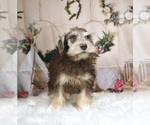 Small Photo #3 Schnauzer (Miniature) Puppy For Sale in WARSAW, IN, USA