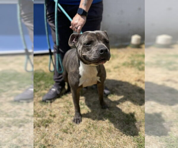 Medium Photo #2 Staffordshire Bull Terrier-Unknown Mix Puppy For Sale in Brewster, NY, USA