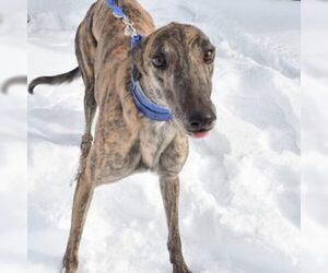 Greyhound Dogs for adoption in Grandville, MI, USA