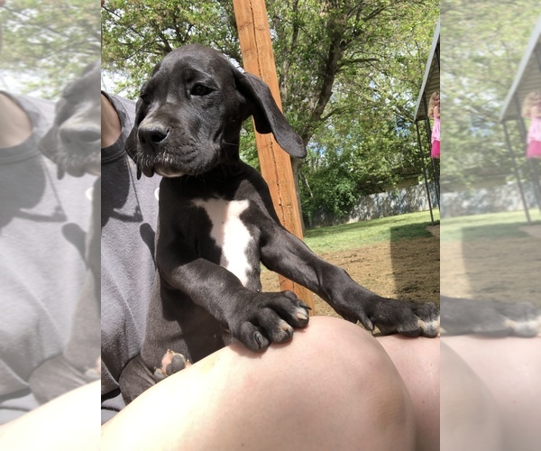Medium Photo #8 Great Dane Puppy For Sale in CALDWELL, ID, USA