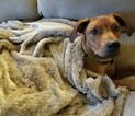 Small Photo #7 Rhodesian Ridgeback Puppy For Sale in CLINTON, OH, USA