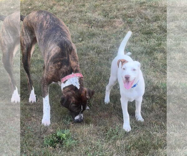 Medium Photo #21 Bullboxer Pit Puppy For Sale in Germantown, OH, USA