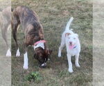 Small #20 Bullboxer Pit