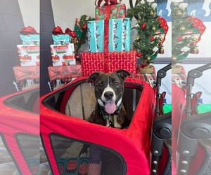 Labrador Retriever-Unknown Mix Dogs for adoption in San Diego, CA, USA