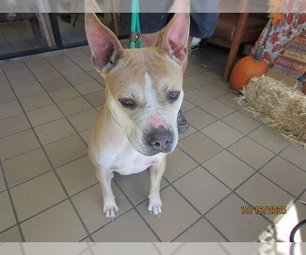 Medium Photo #1 American Pit Bull Terrier Puppy For Sale in Ocala, FL, USA