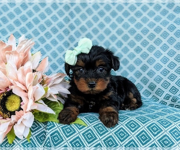Medium Photo #6 YorkiePoo Puppy For Sale in OXFORD, PA, USA