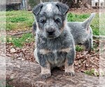 Small Photo #1 Australian Cattle Dog Puppy For Sale in CHAPMANSBORO, TN, USA