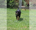 Small #7 Rottweiler