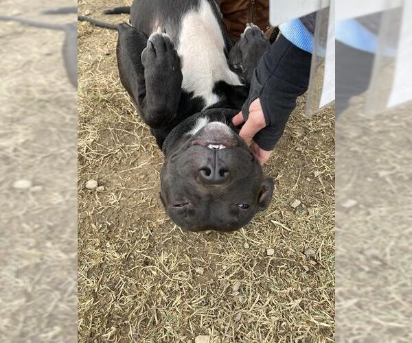 Medium Photo #3 Mutt Puppy For Sale in Louisville, KY, USA