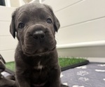 Small #3 Cane Corso