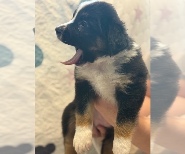 Medium Photo #3 Australian Shepherd Puppy For Sale in WEBSTER, FL, USA