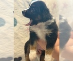 Small #2 Australian Shepherd