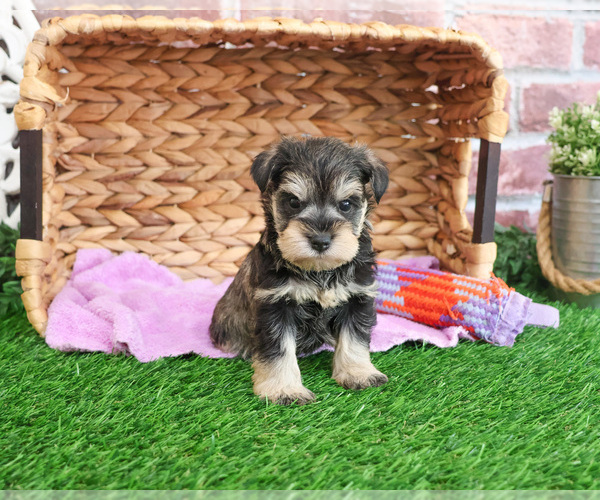 Medium Photo #4 Schnauzer (Miniature) Puppy For Sale in SYRACUSE, IN, USA