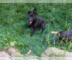 Small #4 Mutt