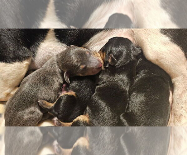 Medium Photo #4 Dachshund Puppy For Sale in REPUBLIC, MO, USA